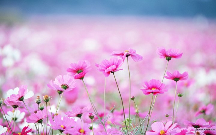 sweet-wildflower-wallpapers-wildflowers-flower
